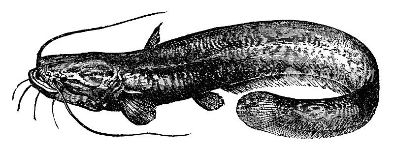 威尔斯鲶鱼(Silurus Glanis) - 19世纪